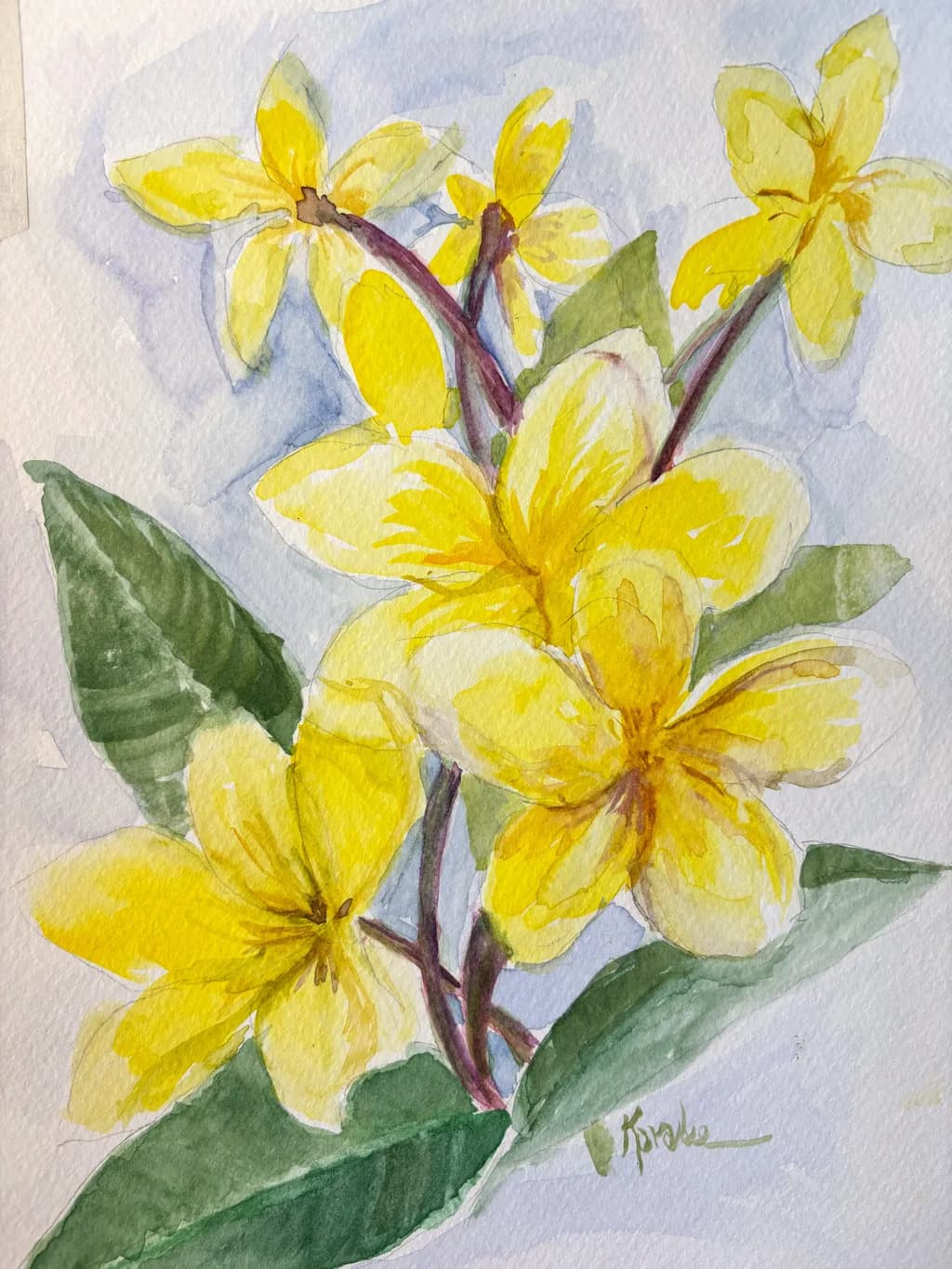Plumeria Blooms