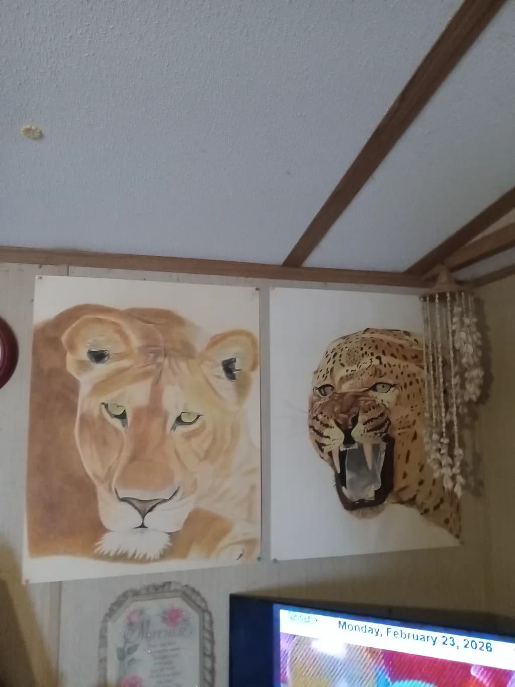 Feline Faces