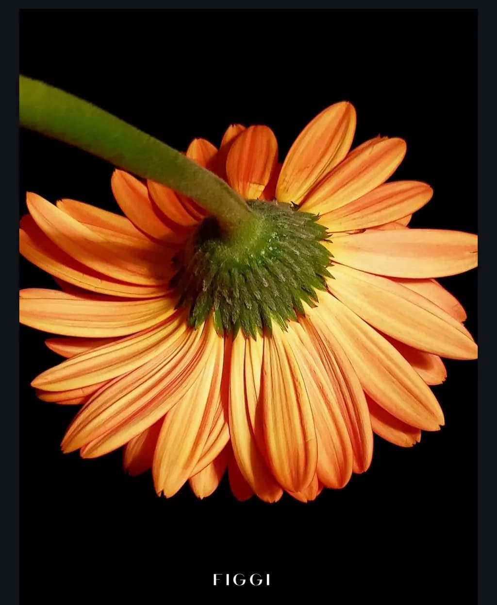 Reverse Bloom