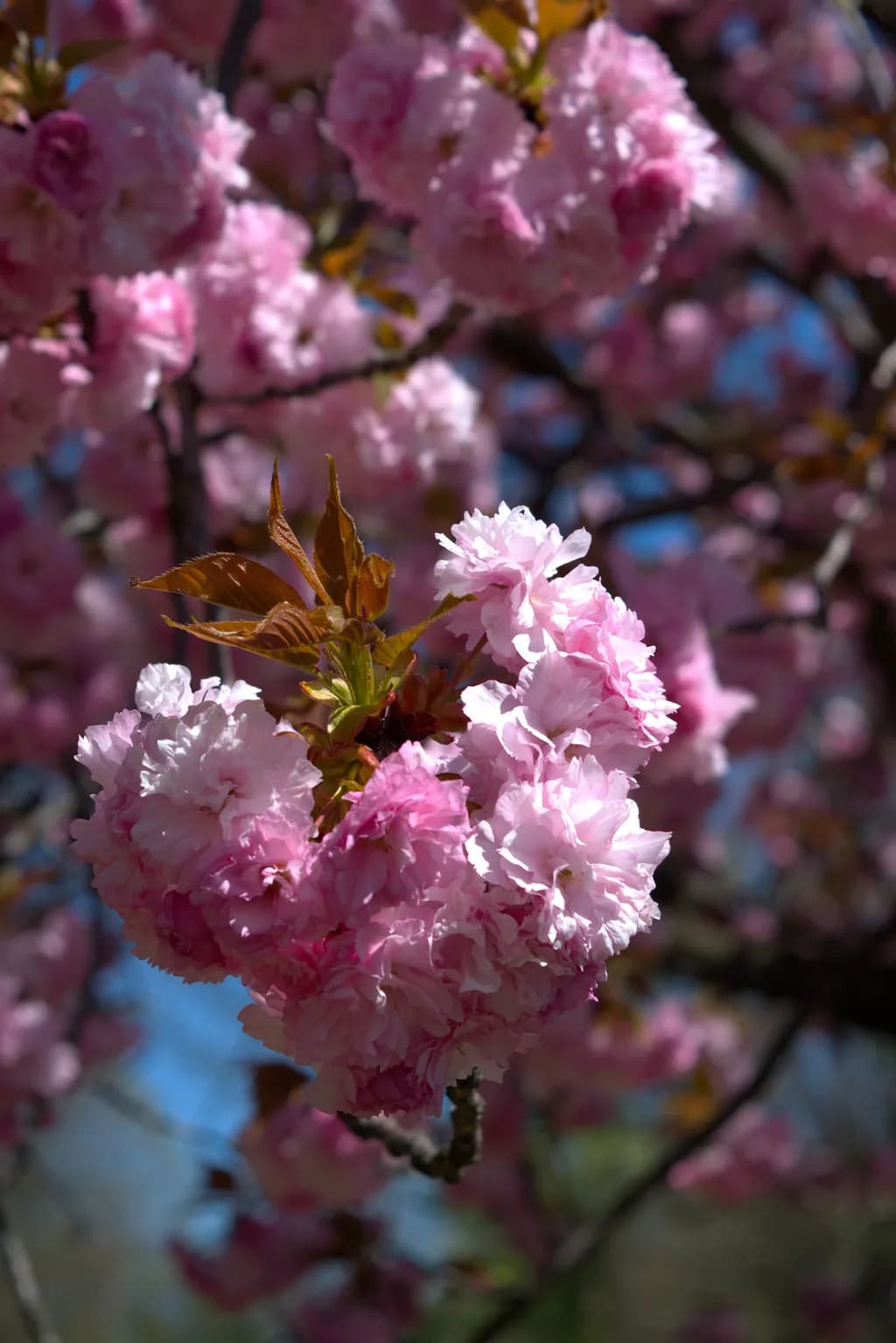 Blossom Cluster