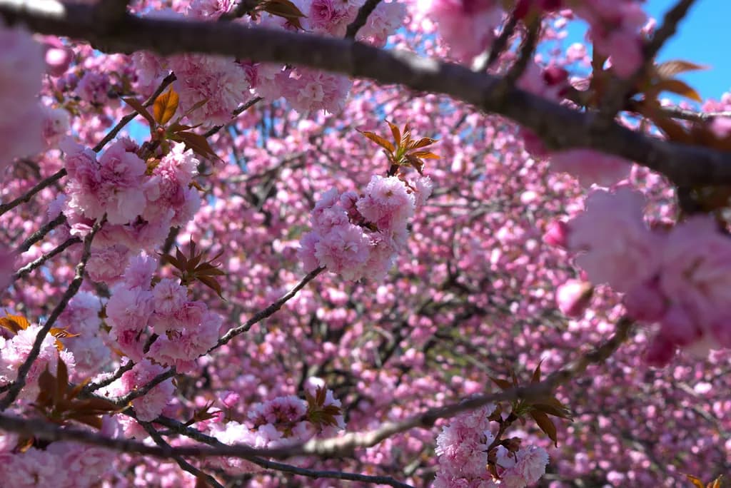 Cherry Blossom Canopy