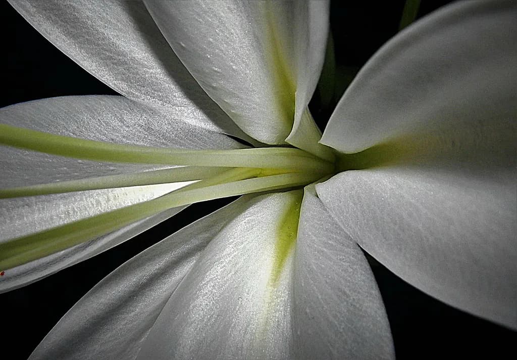 Luminous Petals