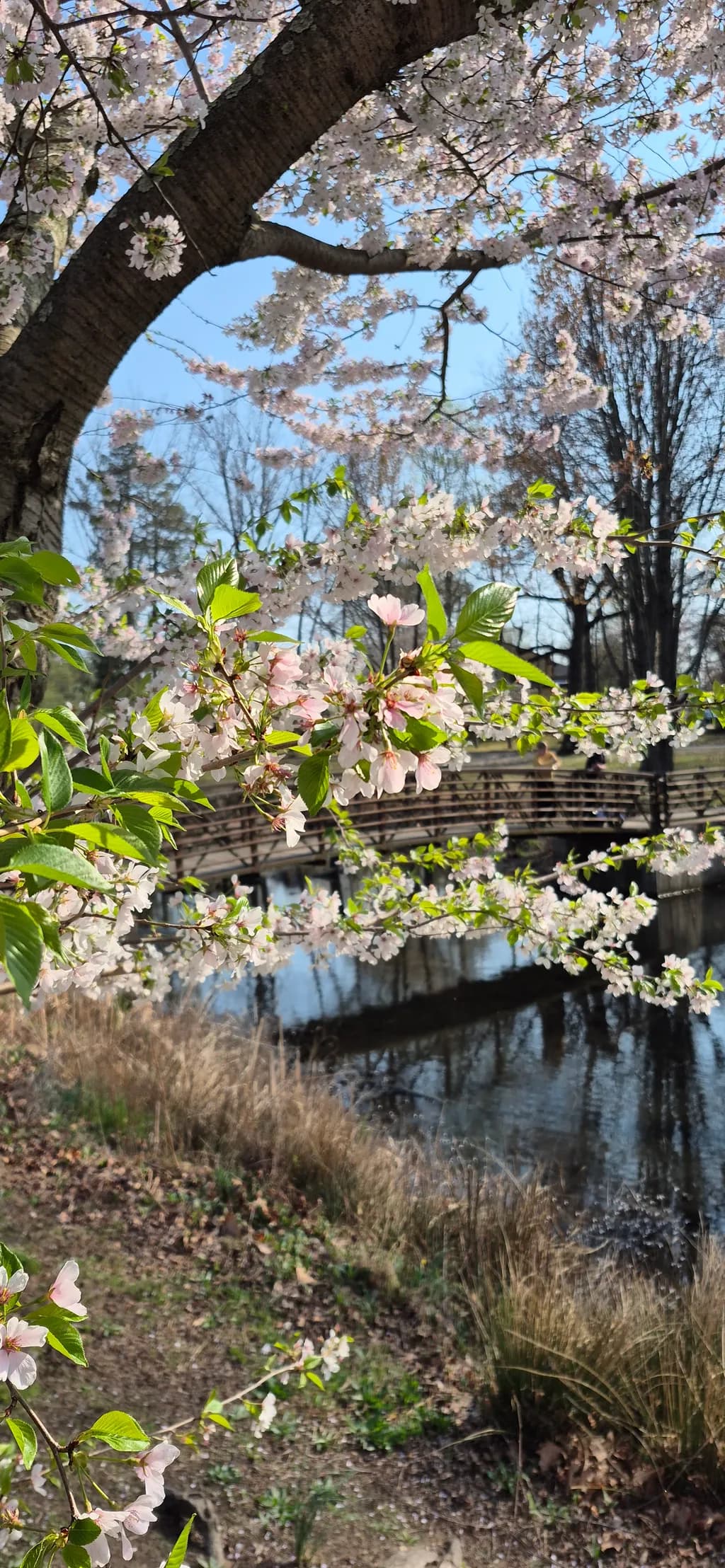 Spring Bridge Reflections