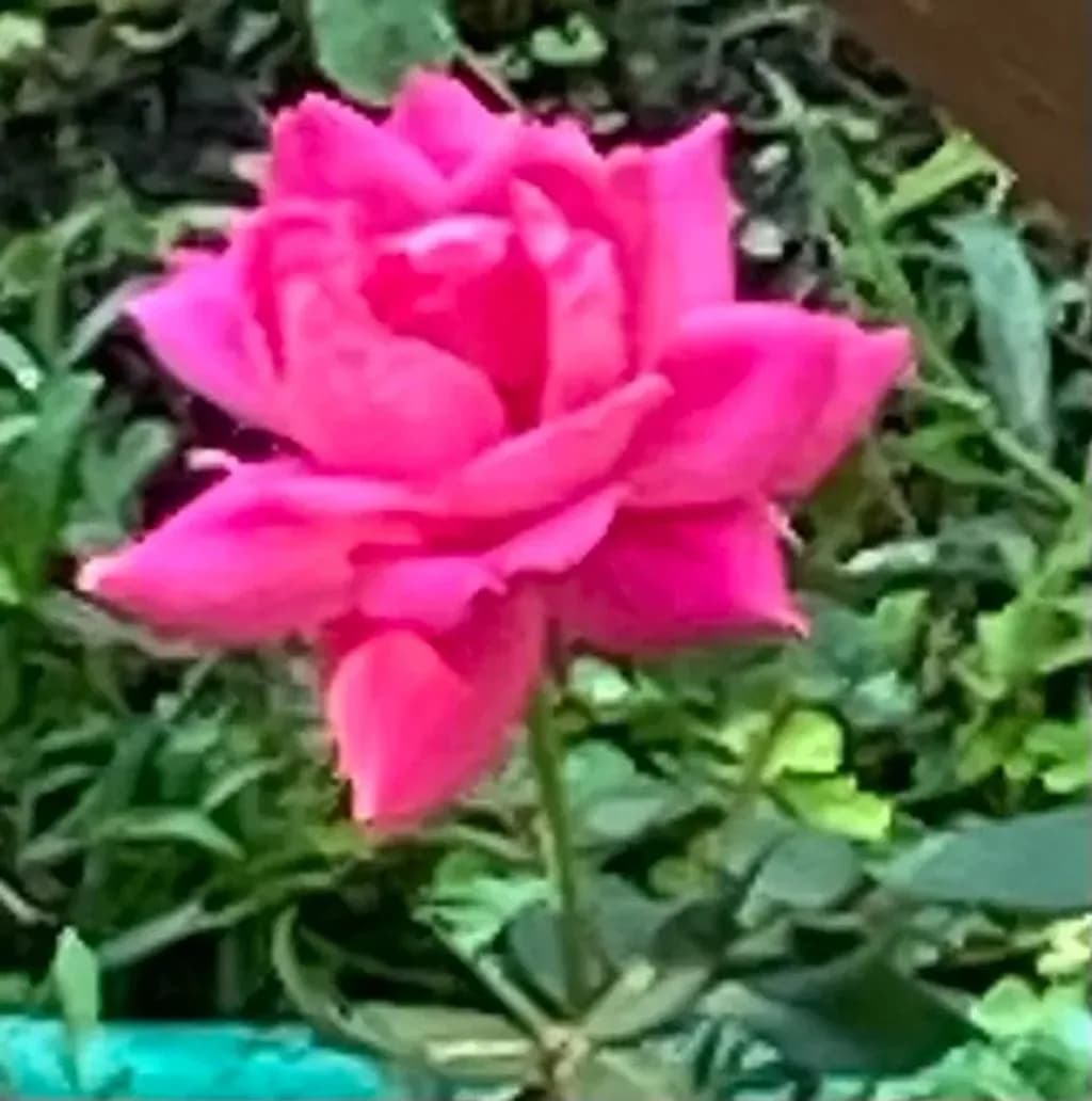 Pink Bloom