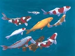 Koi Harmony