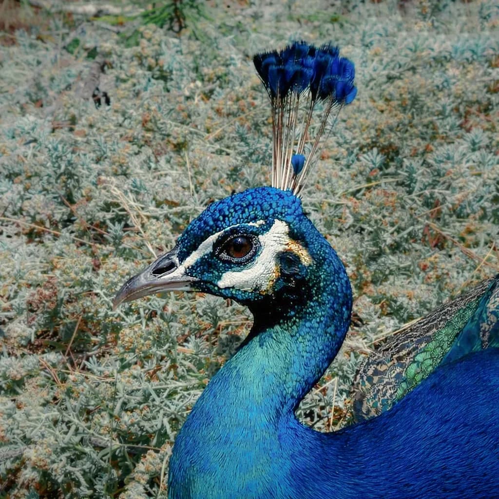 Peacock Portrait