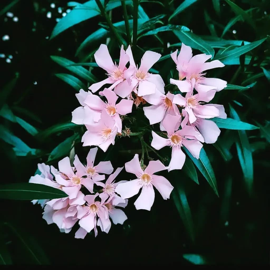 Pink Oleander Blossoms