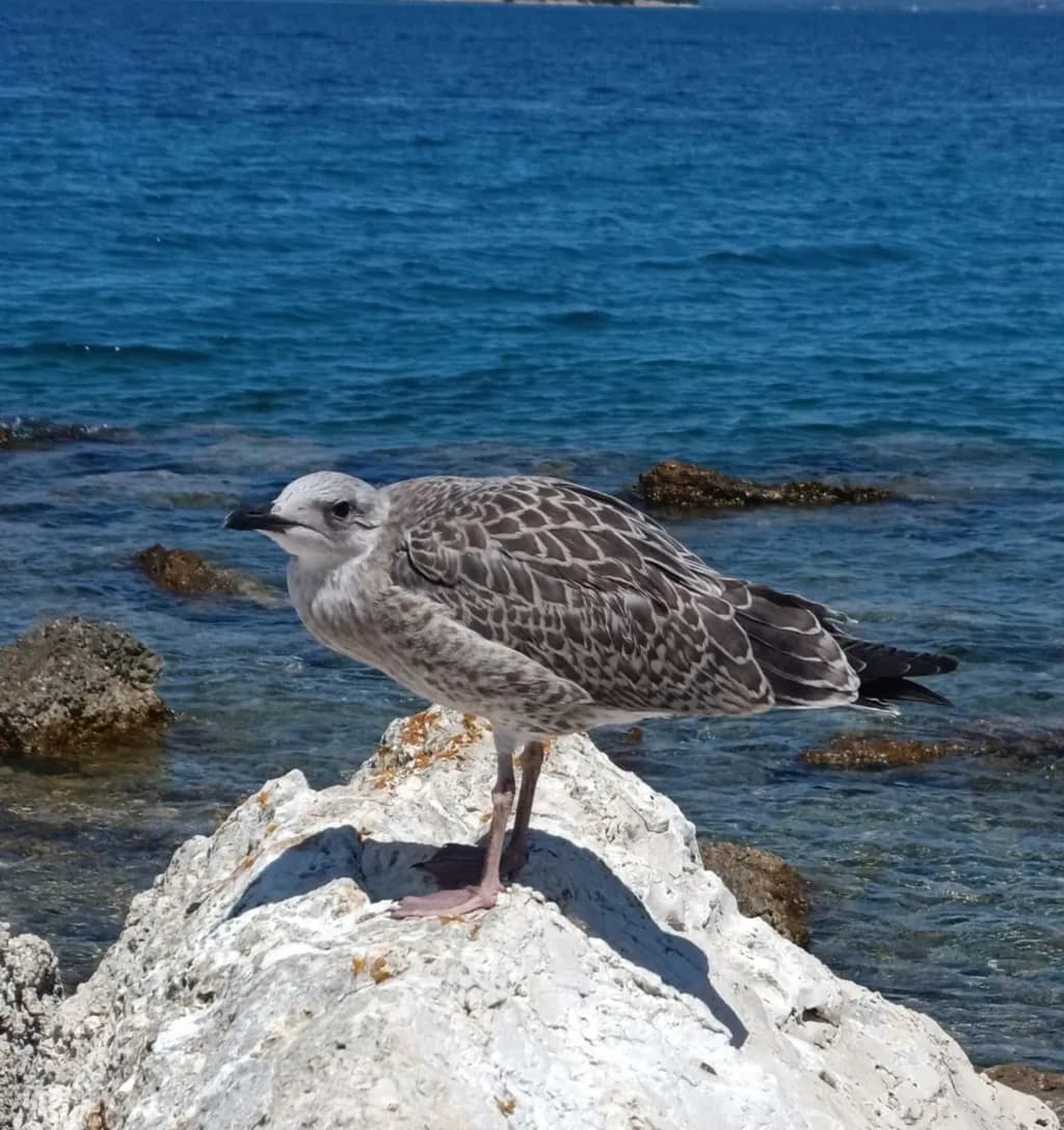 Seagull on Rock by Sea