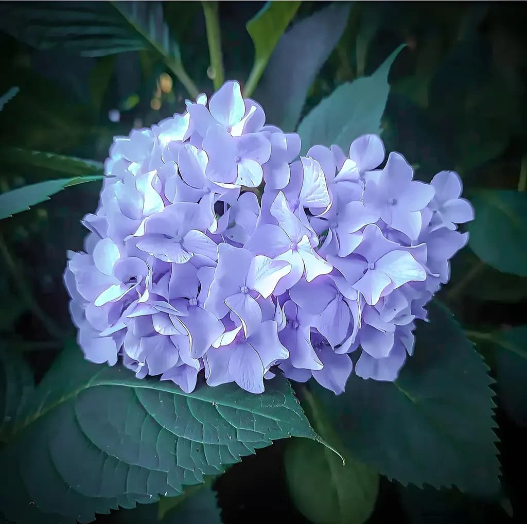 Purple Hydrangea Bloom