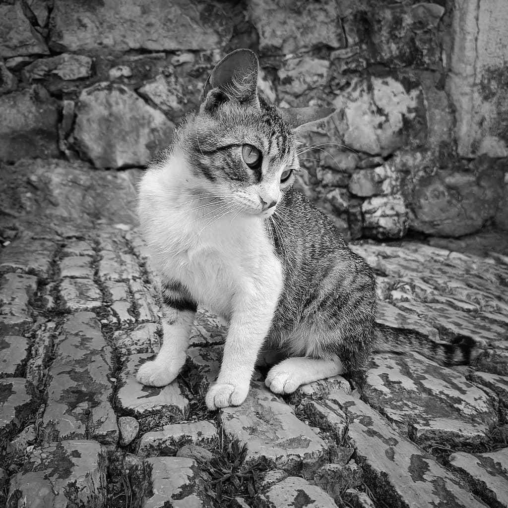 Cat on Cobblestones