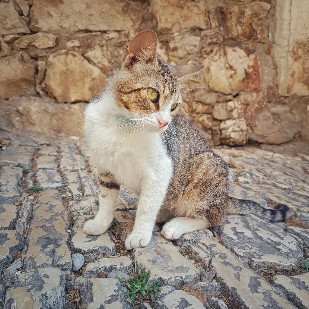 Cat on Stone Path