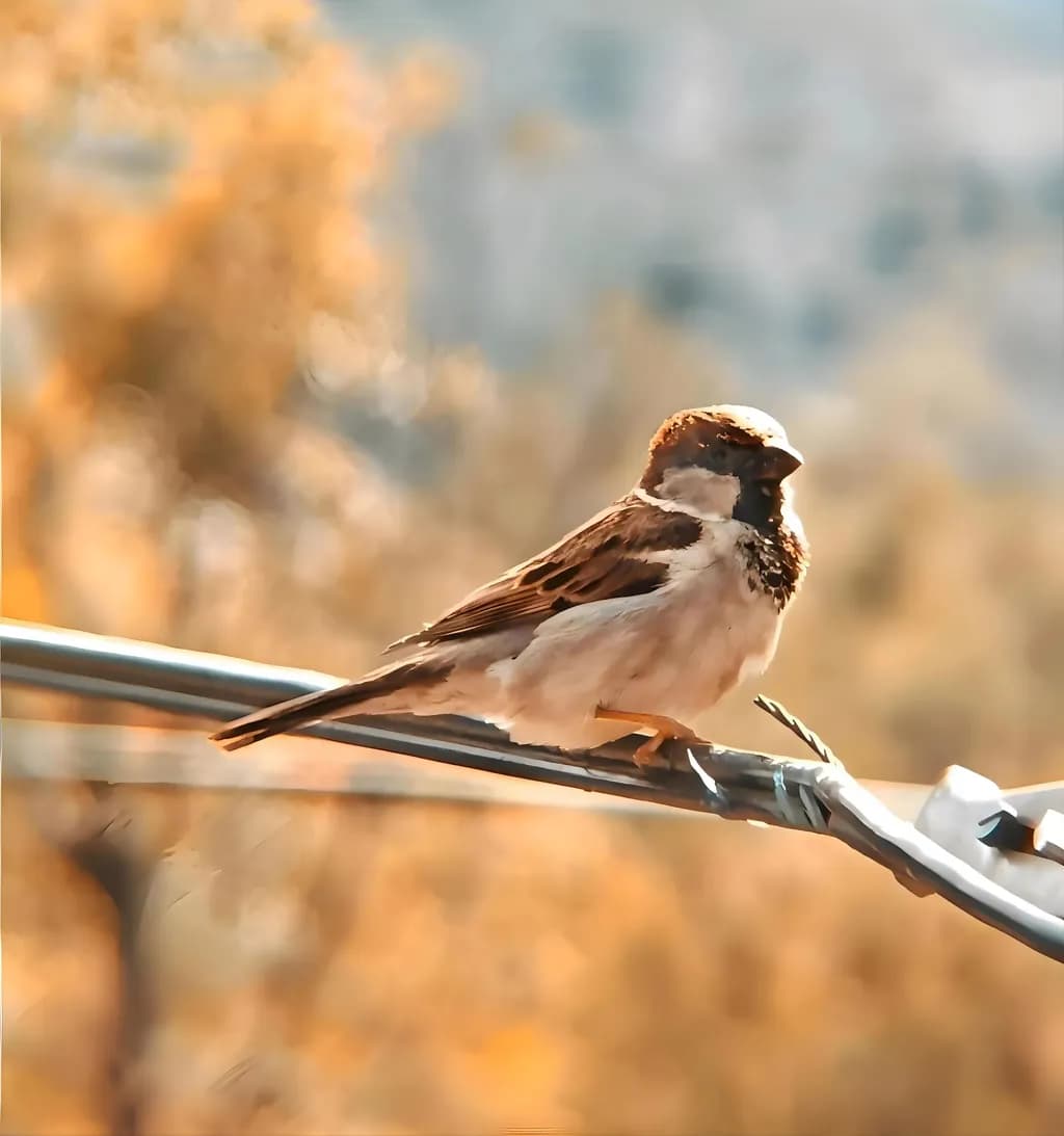 Perched Sparrow