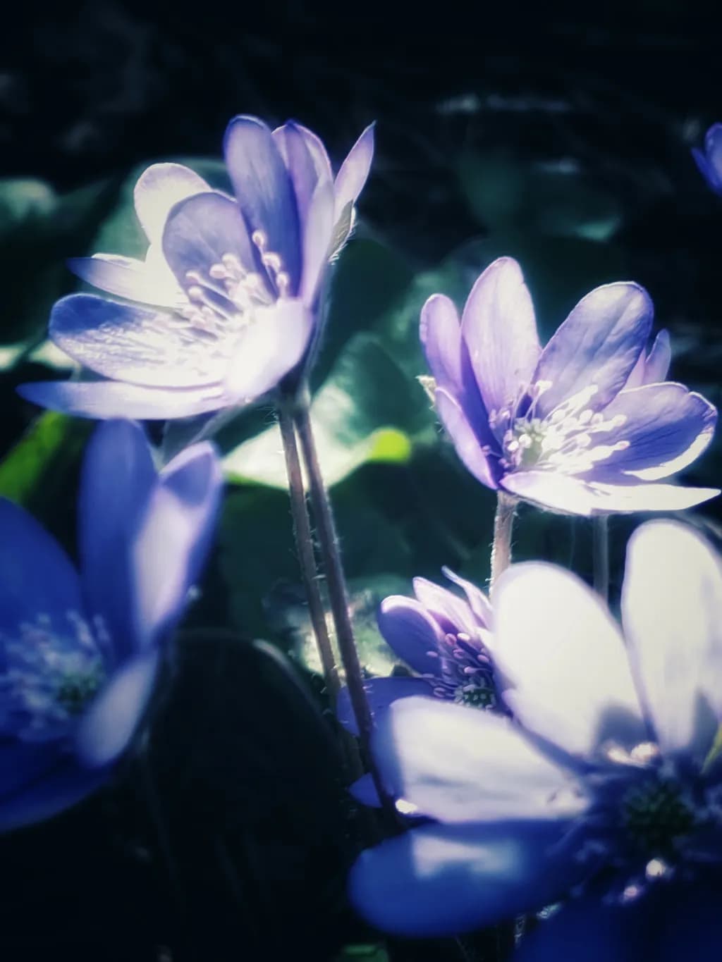 Moonlit Blossoms