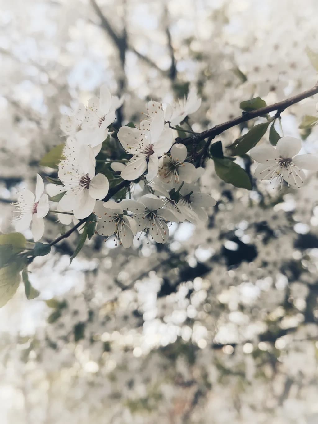 Spring Blossoms