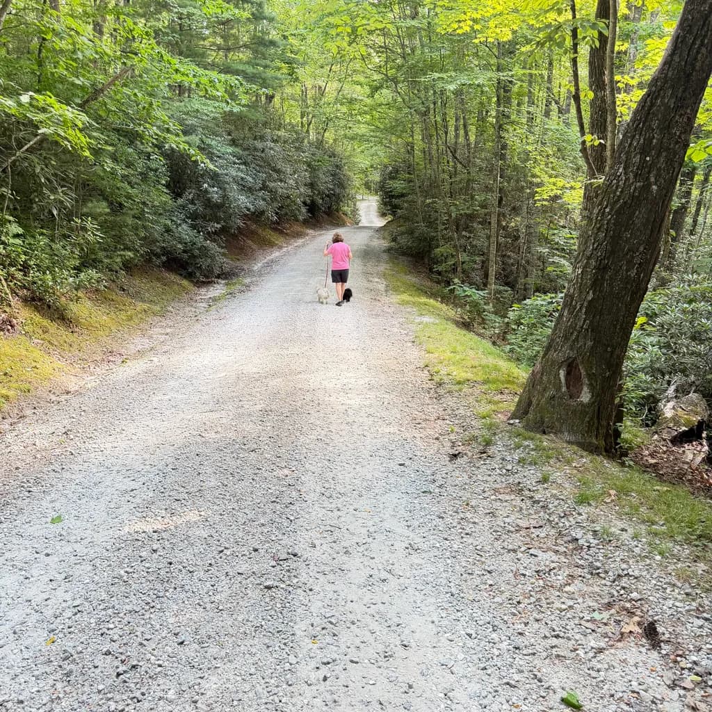 Forest Road Stroll