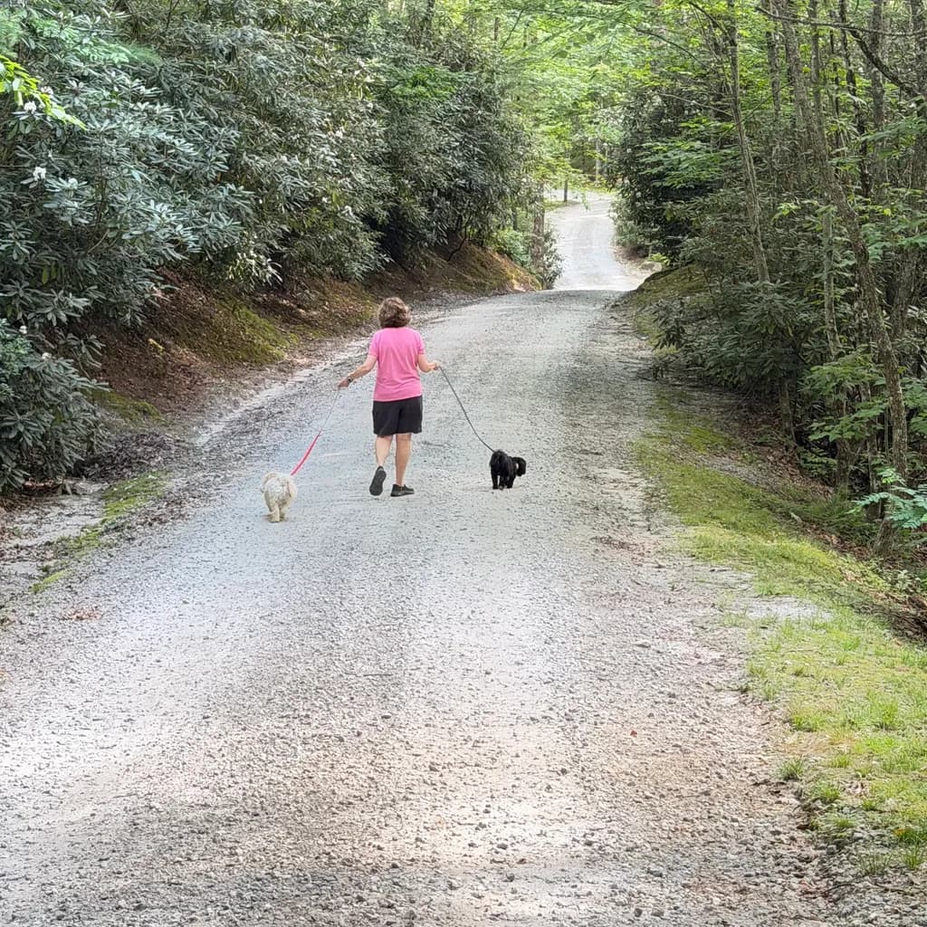 Forest Path with Dogs