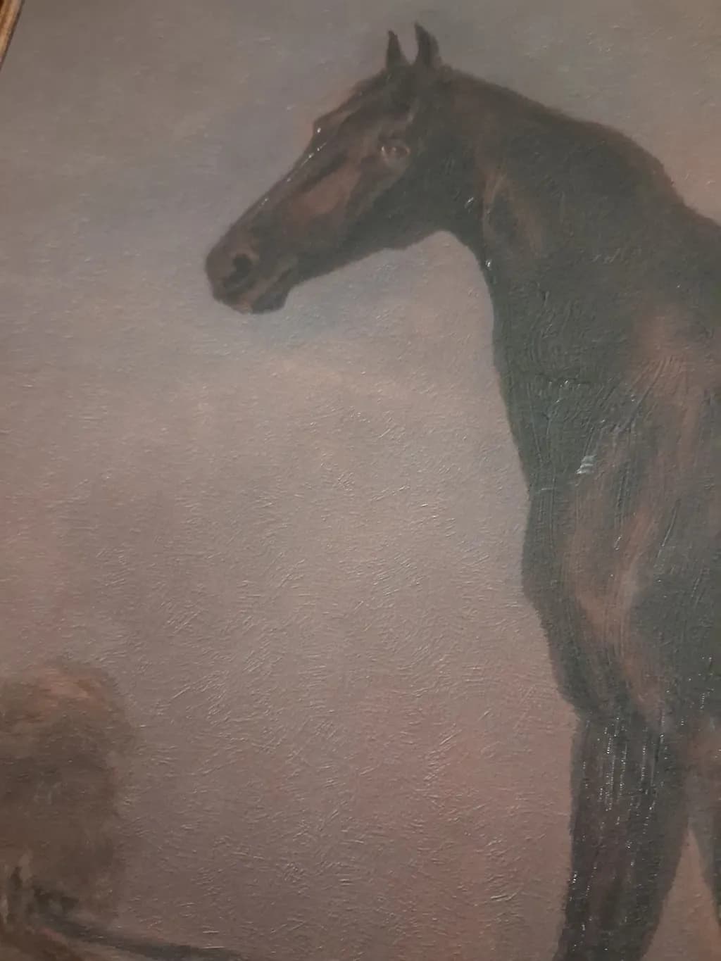 Shadowed Equine