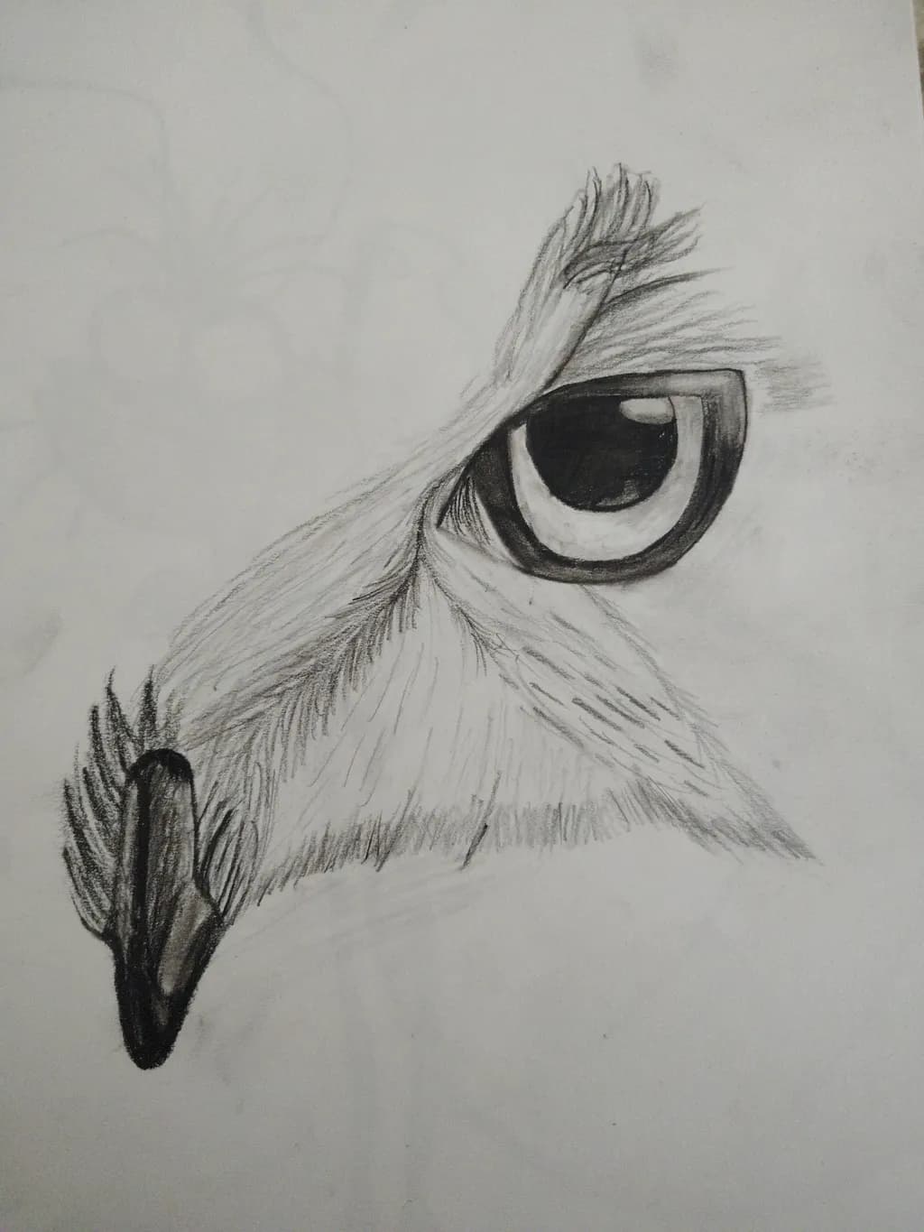 Predator's Gaze