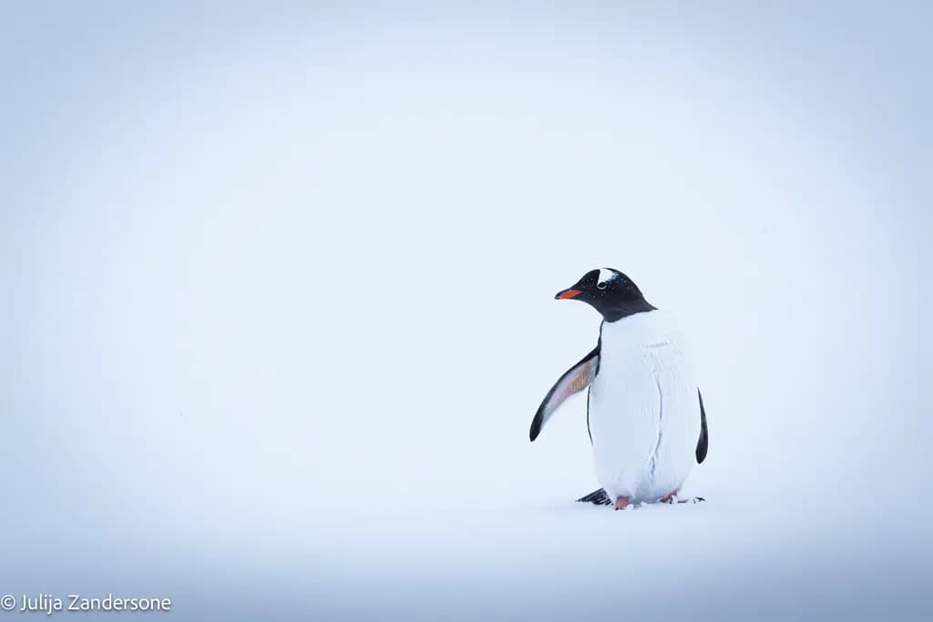 Solitude