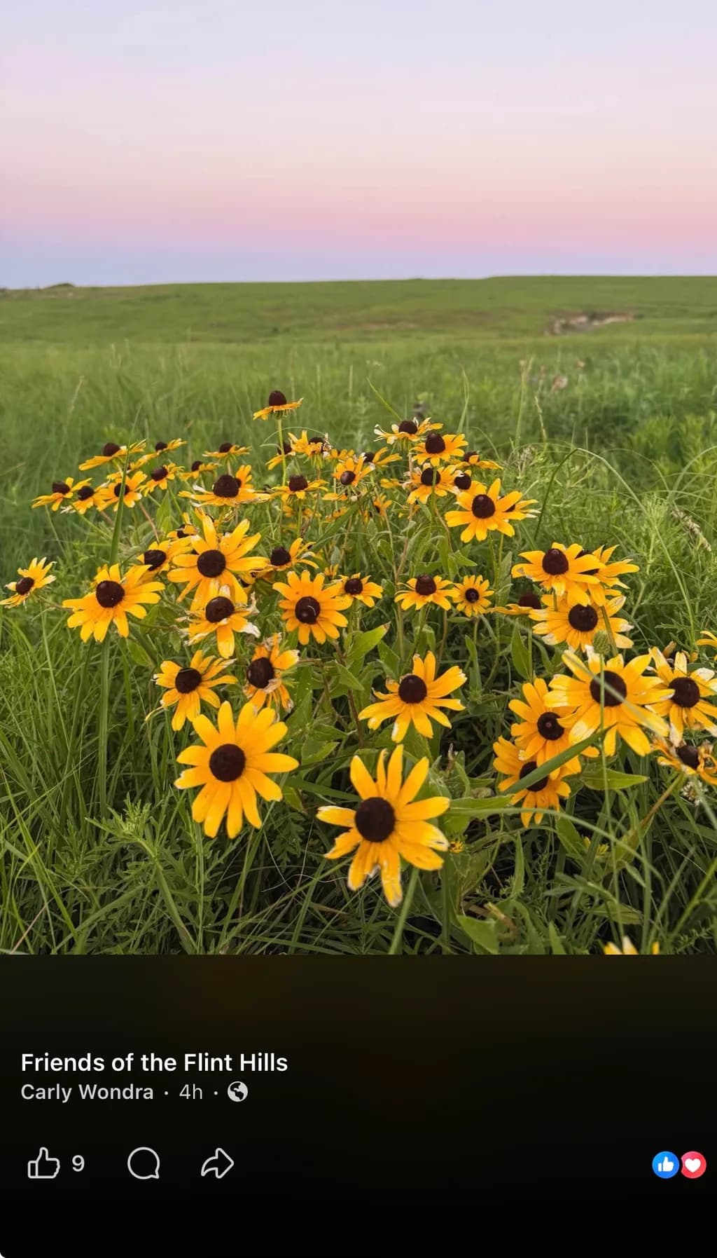 Flint Hills Wildflowers