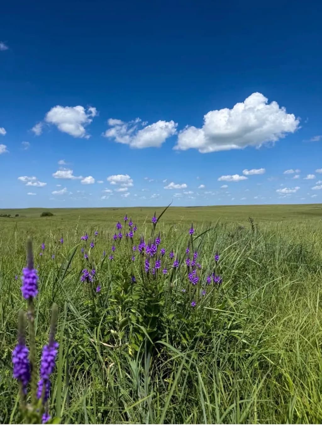 Prairie Bloom