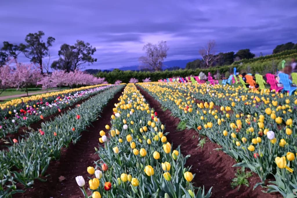 Tulip Rows and Colorful Chairs