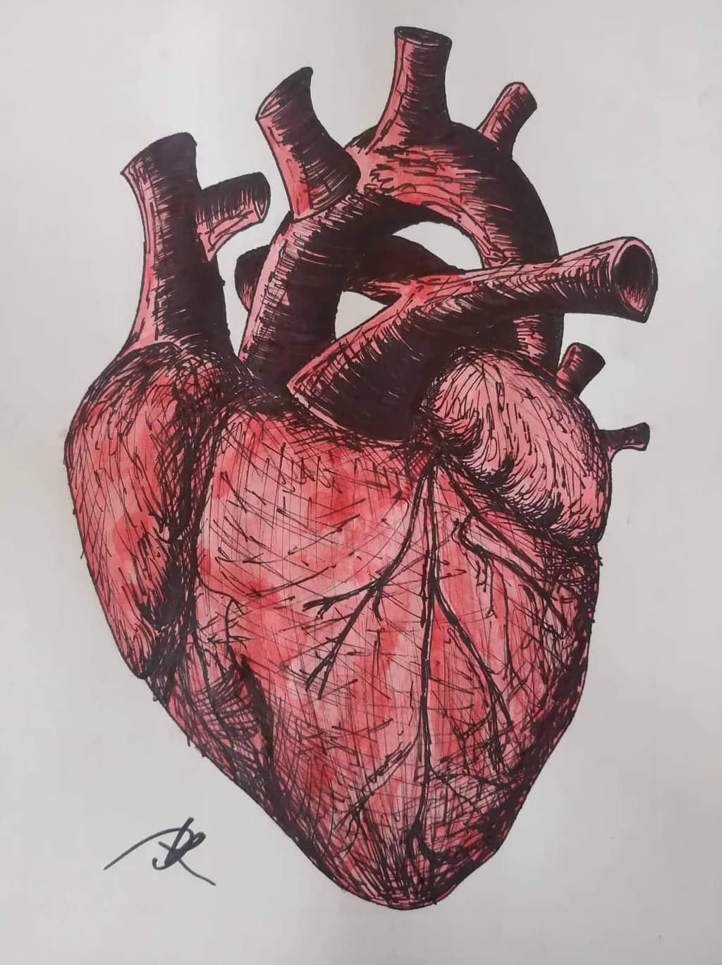 Anatomical Pulse