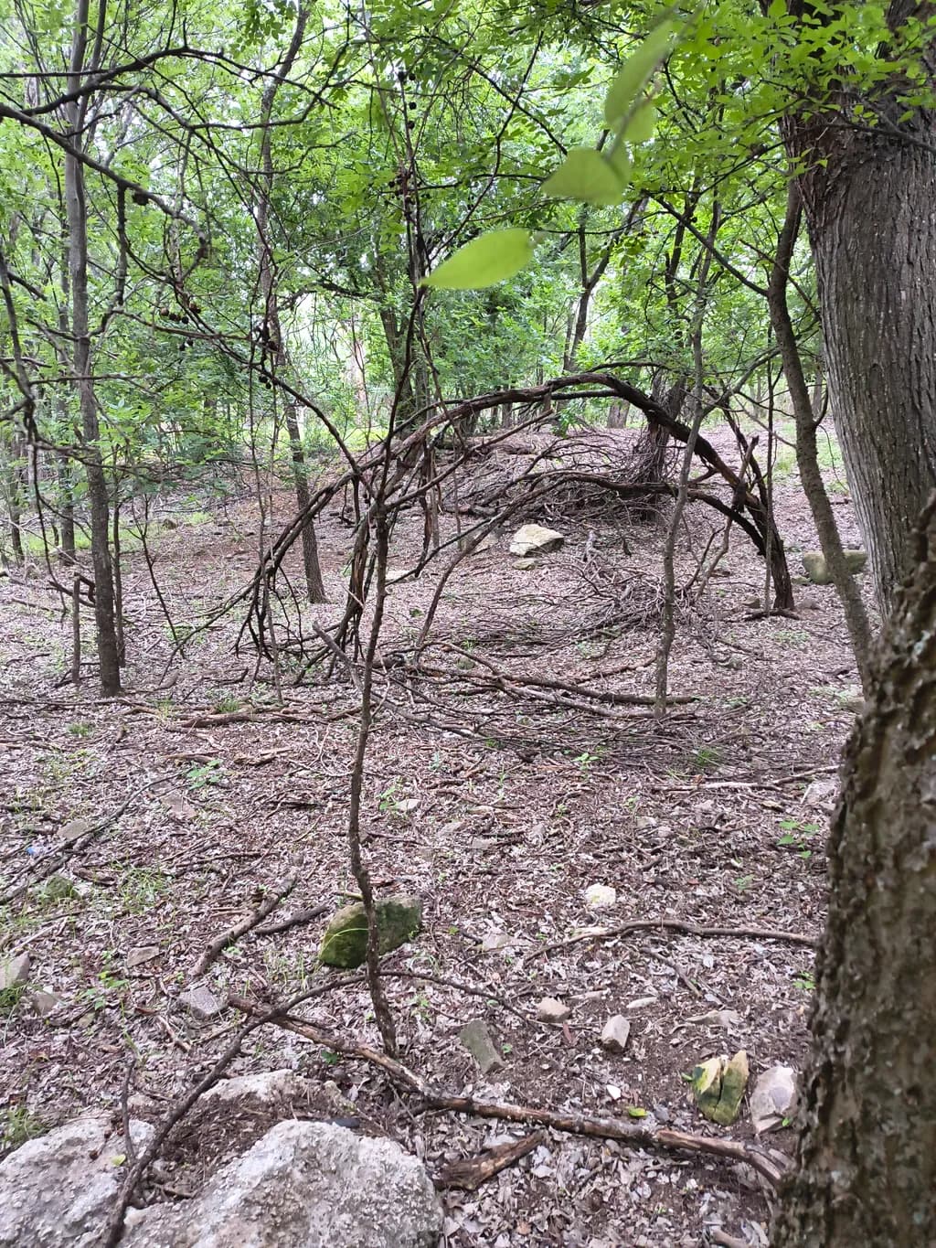 Forest Archway