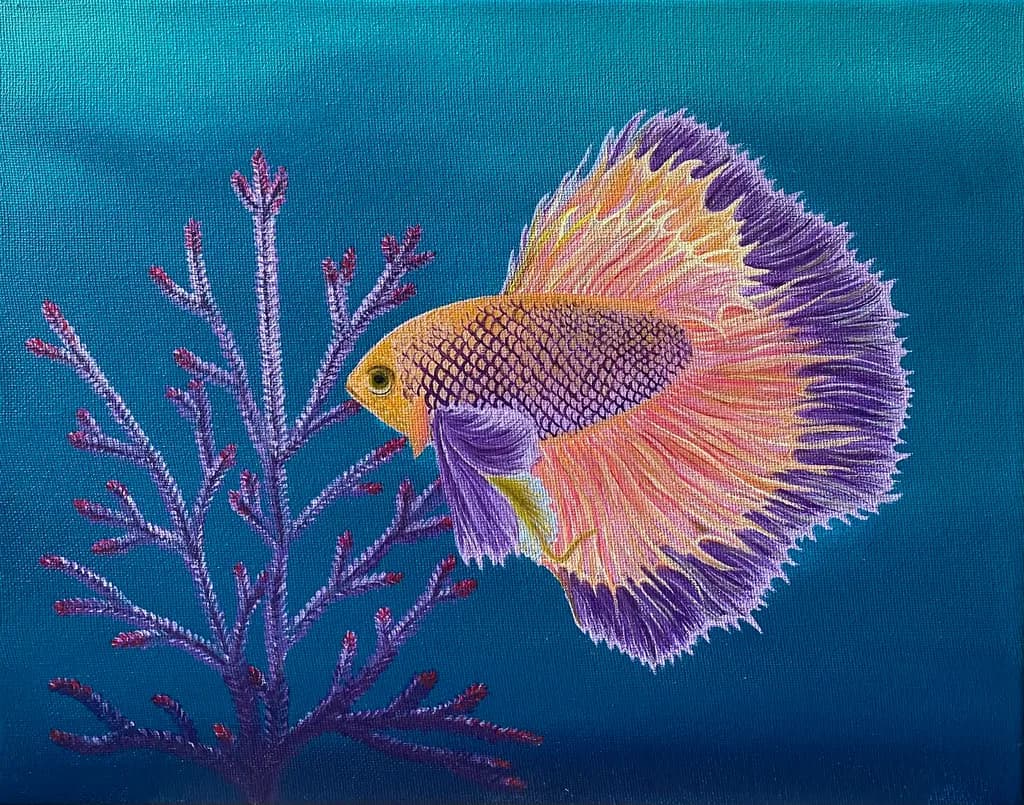 Pastel Betta Breeze