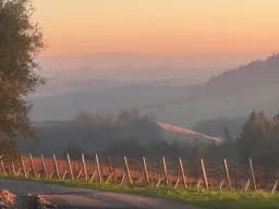Vineyard First Light