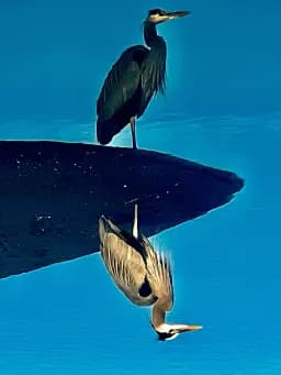Heron Reflection