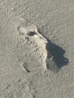 Leaf Shadow