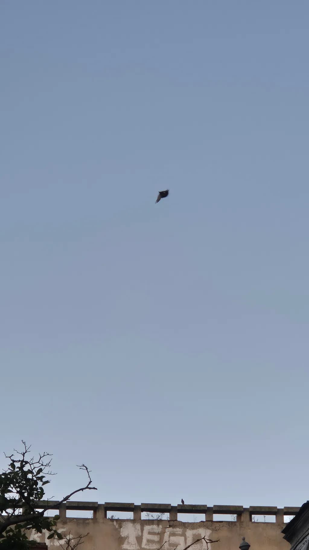 Bird Above the Rooftops