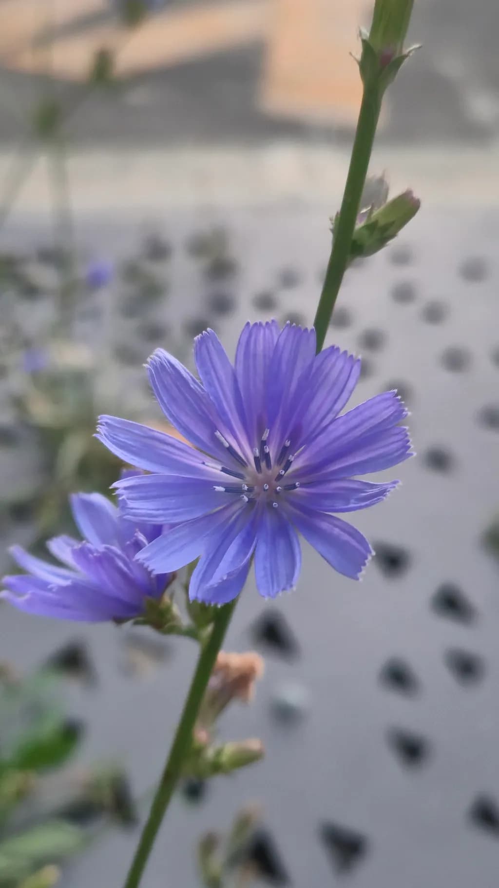 Blue Chicory Bloom