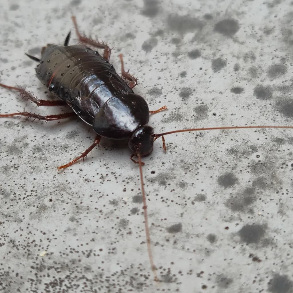 Glossy Roach Close-up