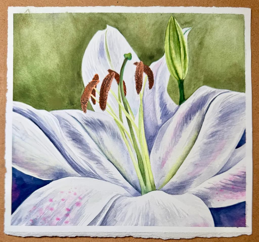 White Lily Bloom