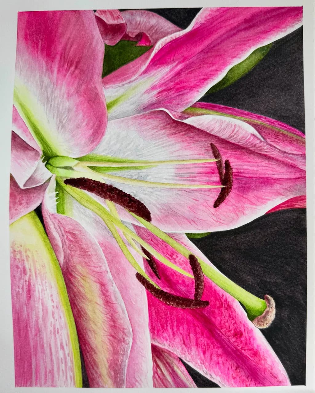 Pink Lily Closeup
