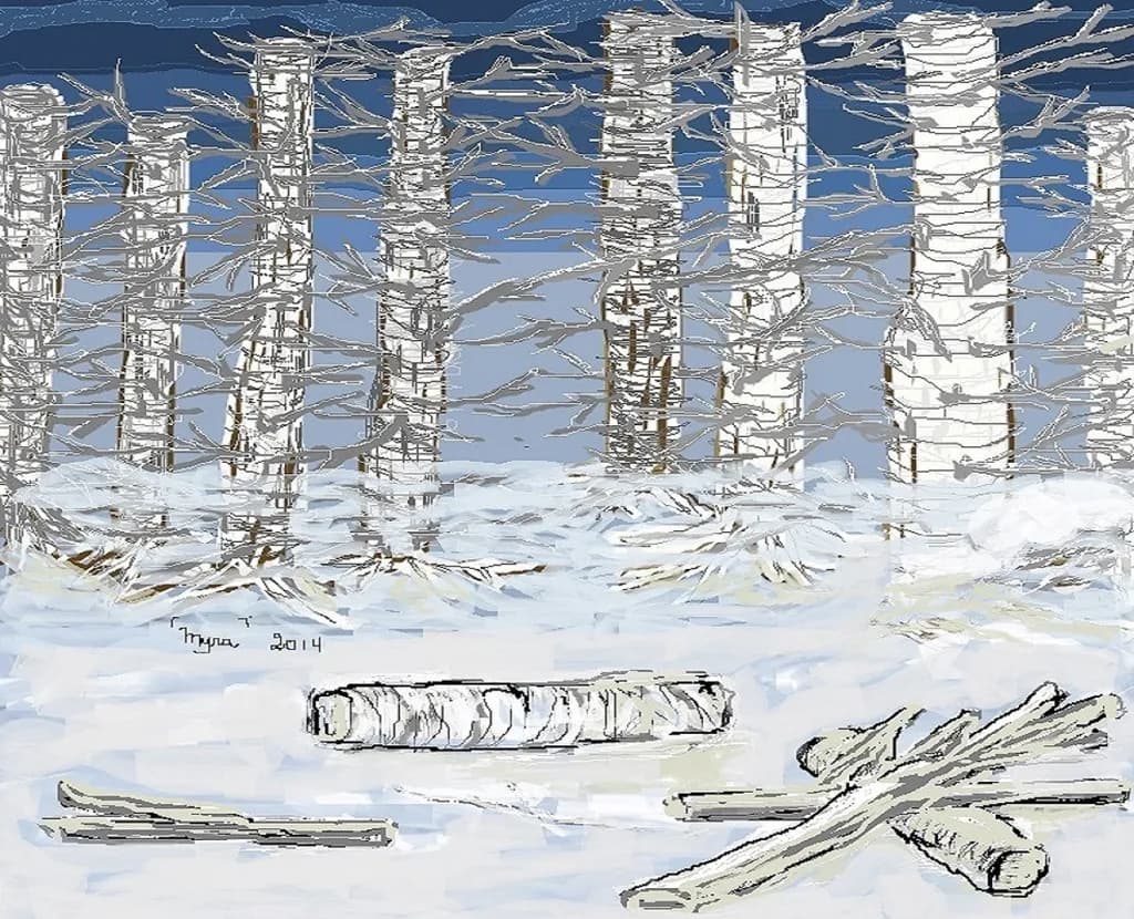 Birch Trees Winter Evening