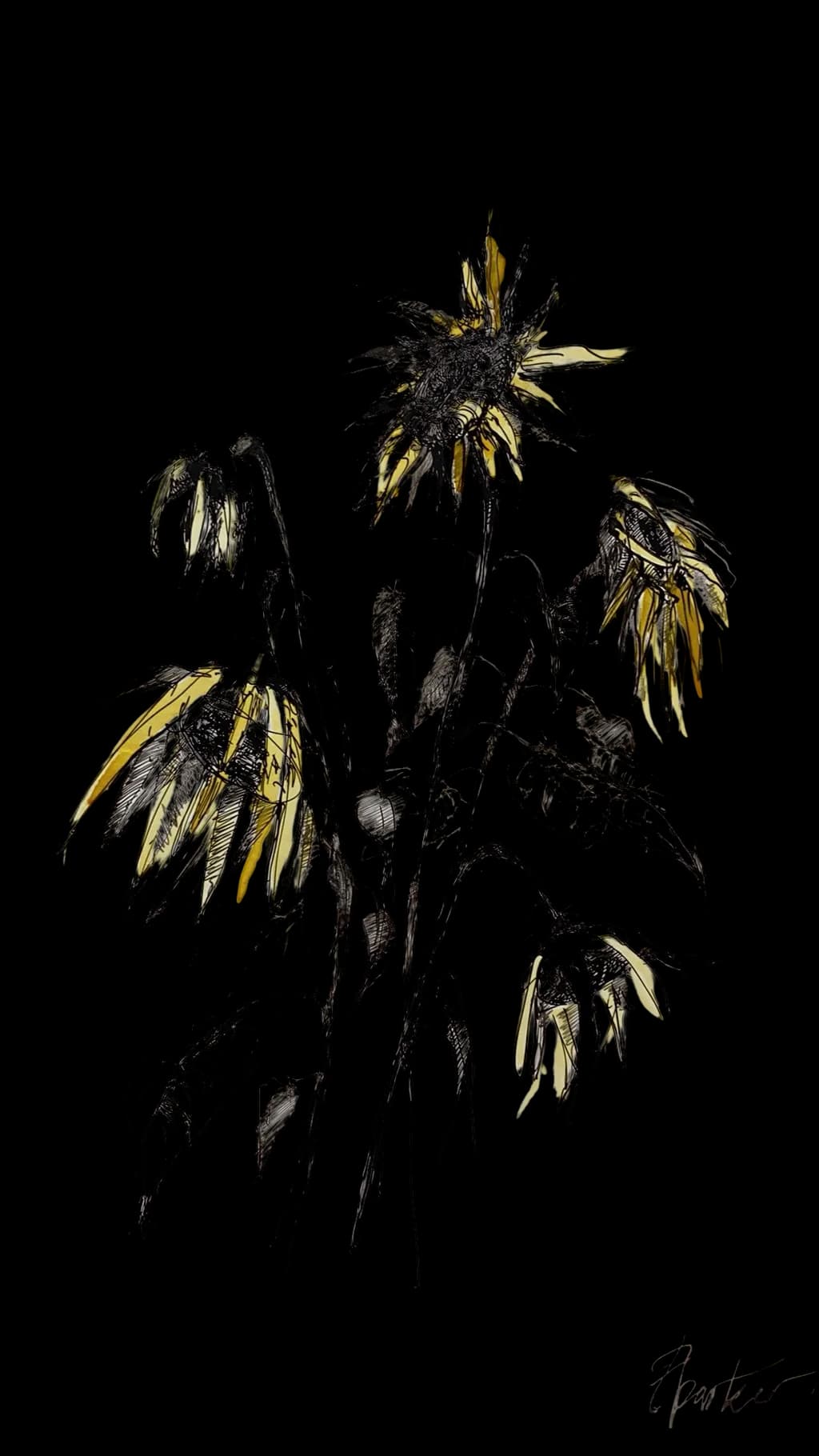 Fading Sunflowers