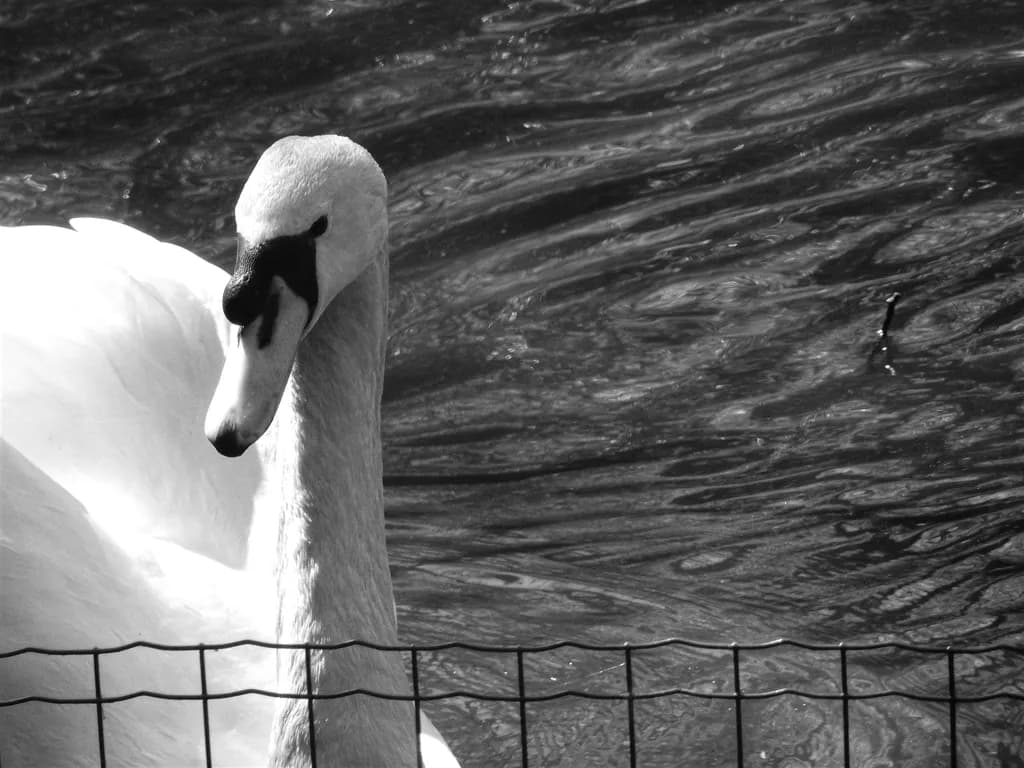 Black & White Swan