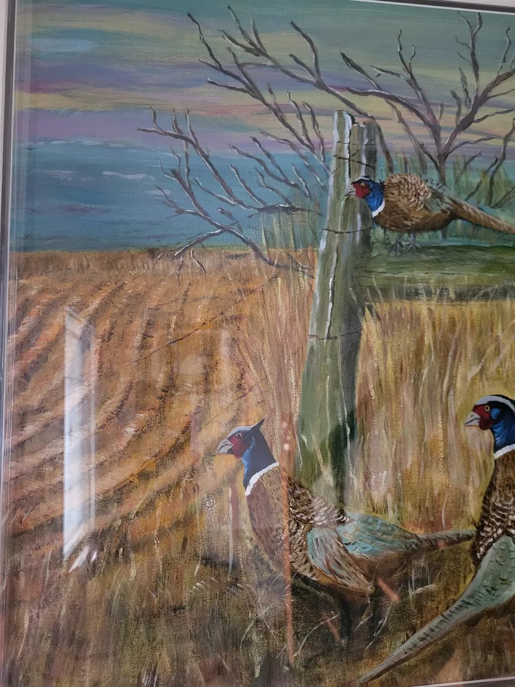Field Pheasants