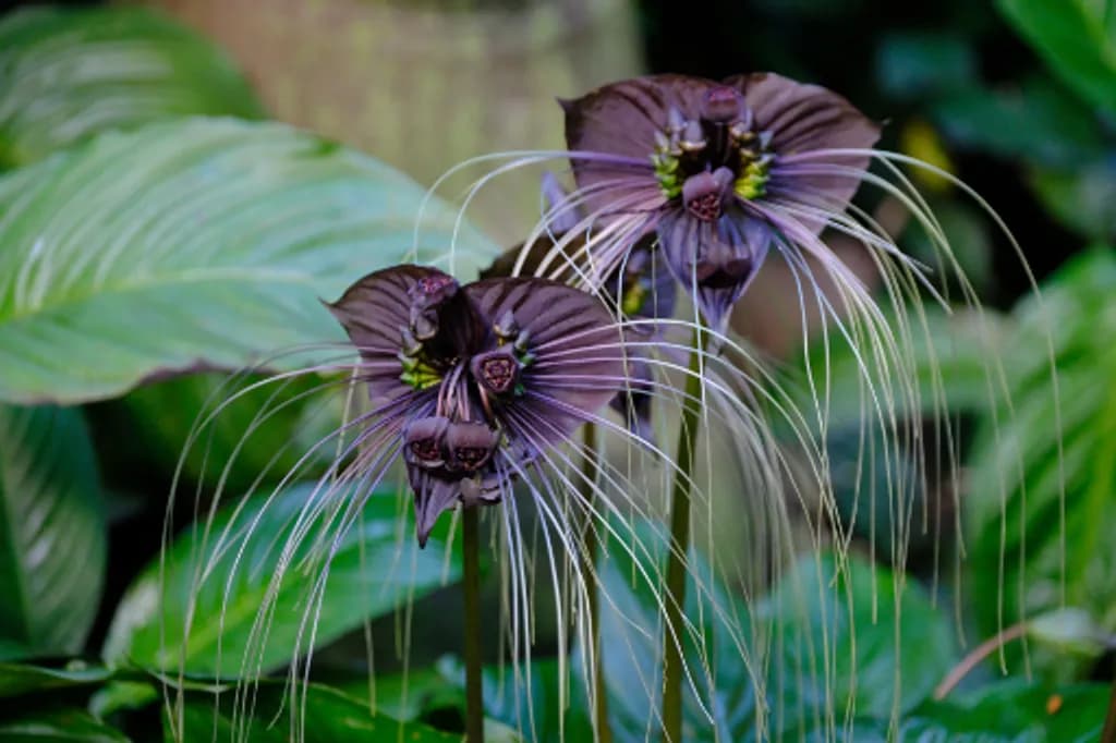Black Bat Flower Duo