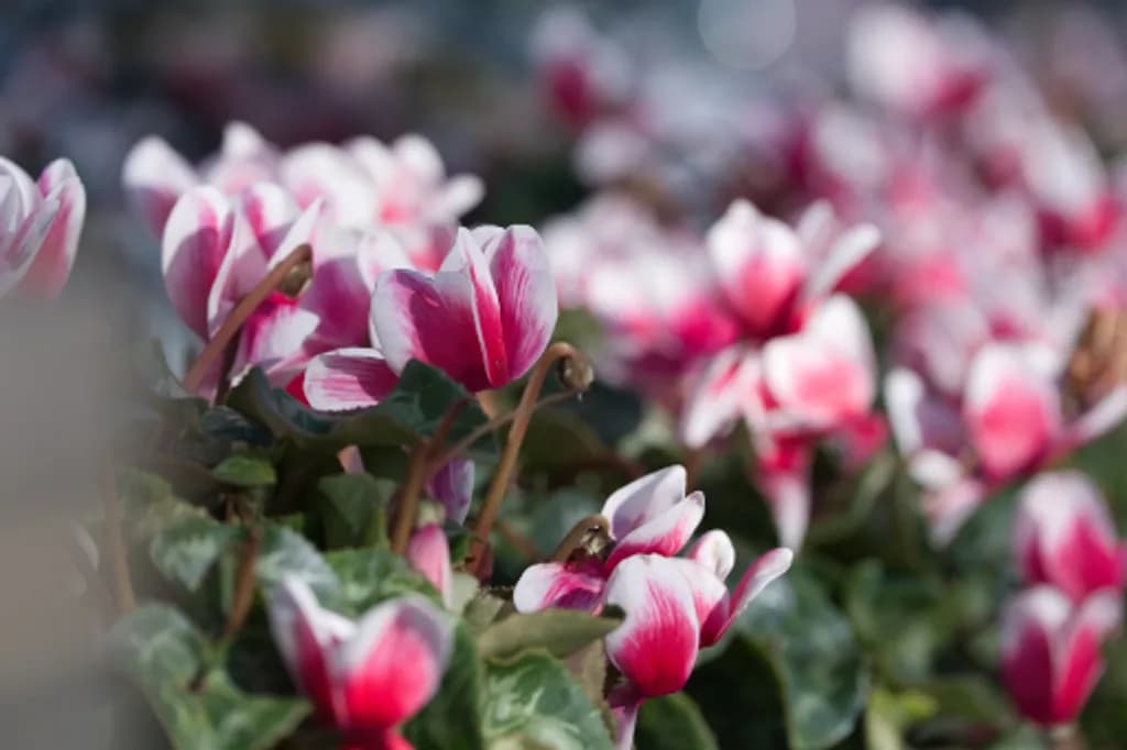 Cyclamen Bloom