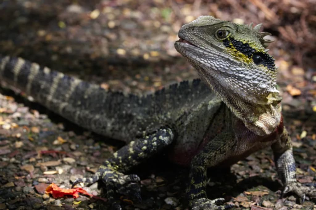 Stoneback Lizard