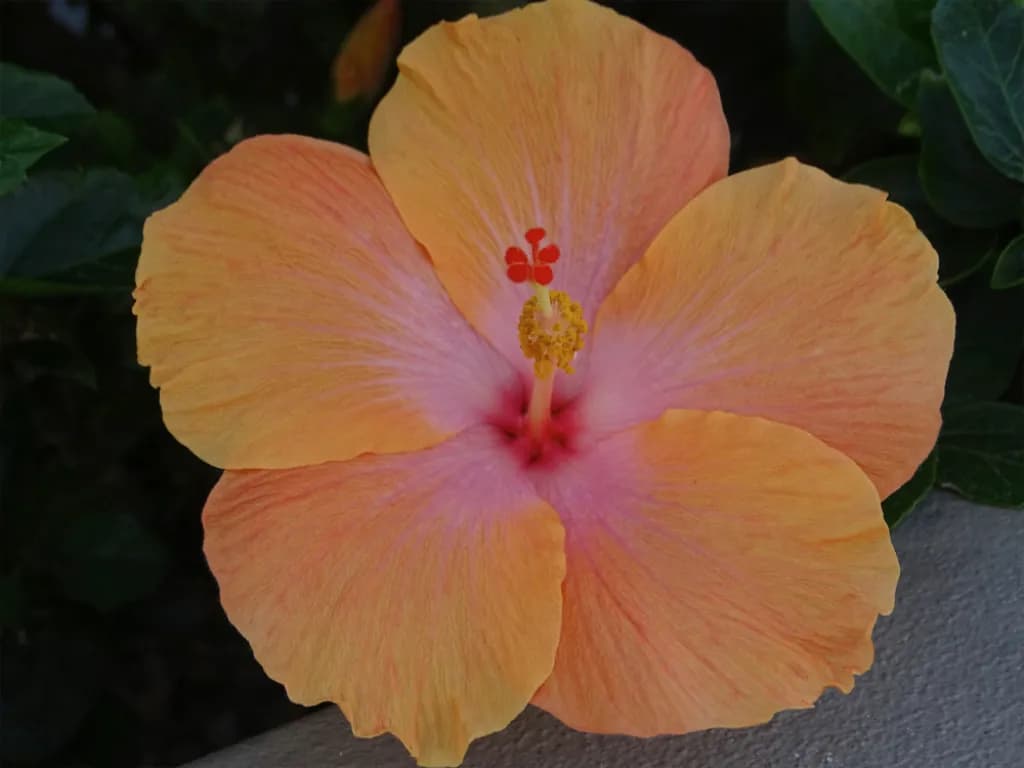 Peach Glow Hibiscus