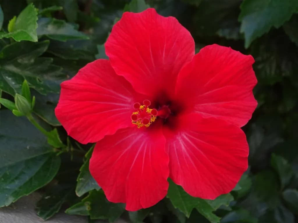 Crimson Bloom