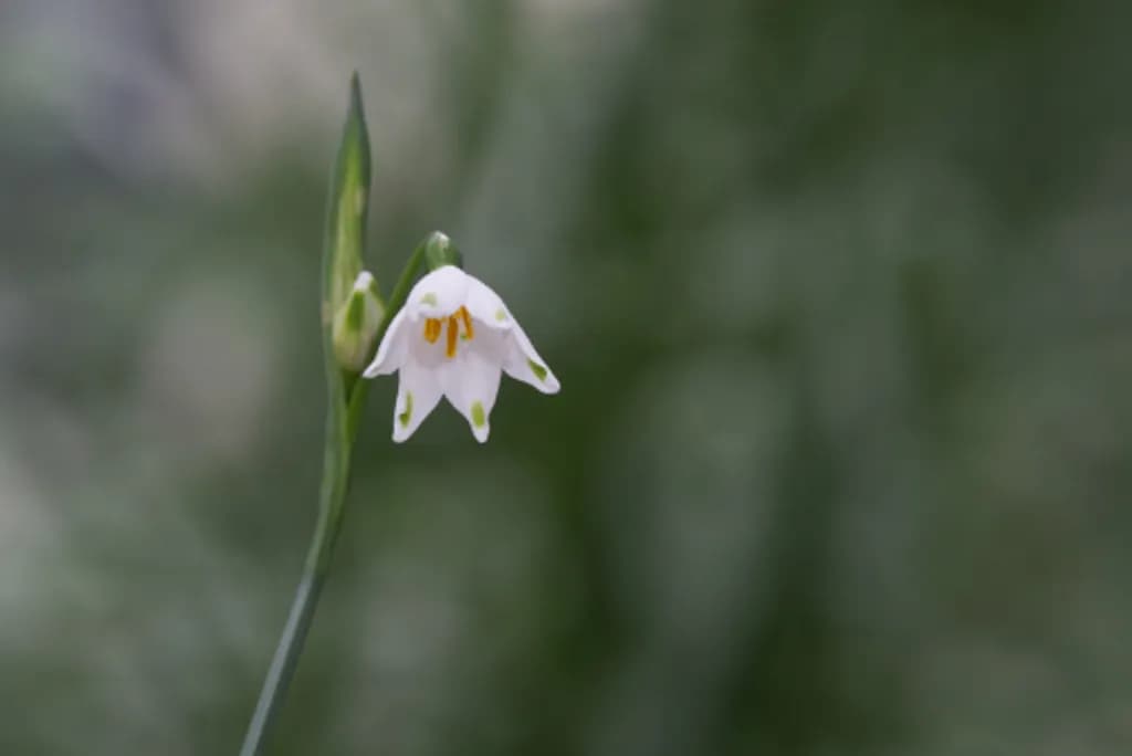 Delicate Bloom