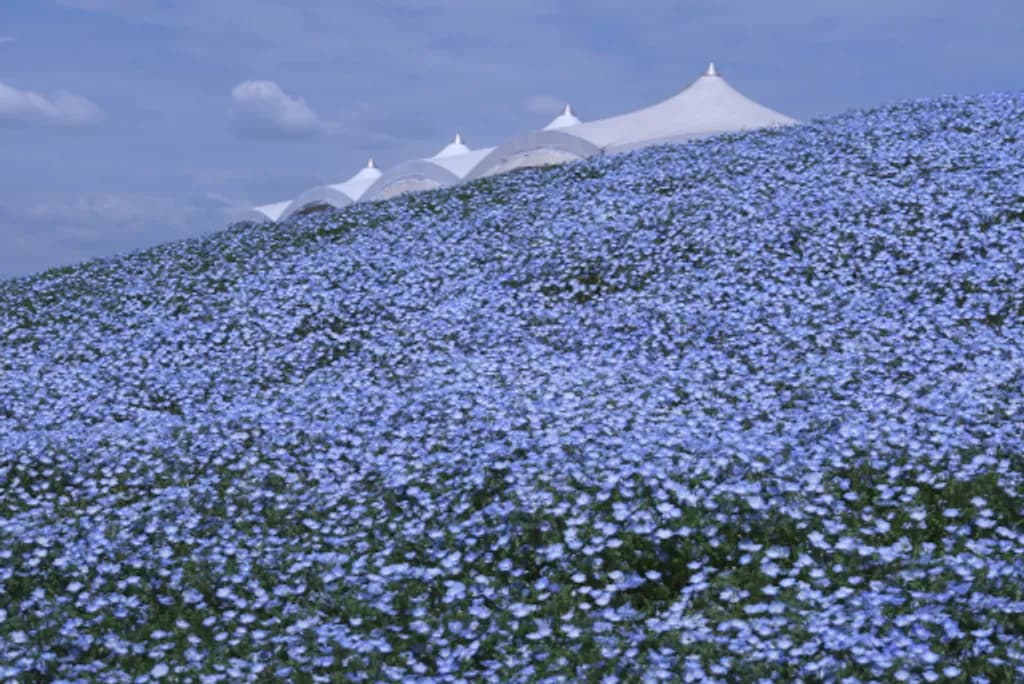 Blue Wave Bloom 
