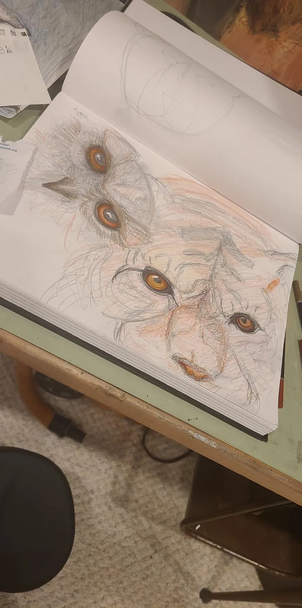 Tiger and Owl Gaze