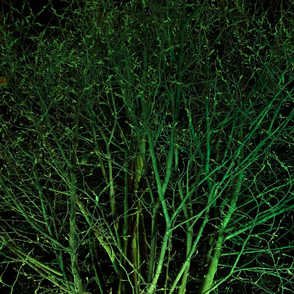 Luminous Canopy